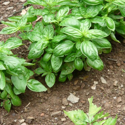 basilic pour soupe au pistou