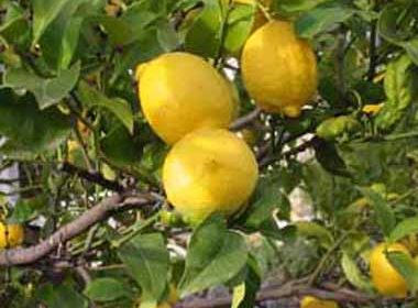 citrons-limoncello