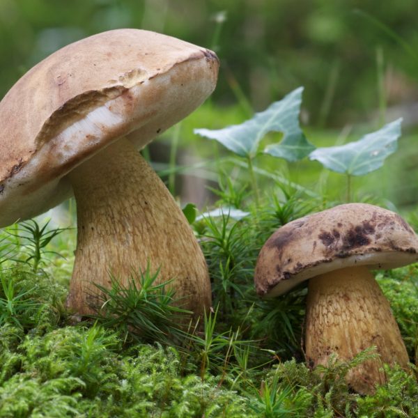 conserve champignons