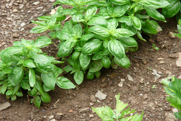 basilic pour soupe au pistou