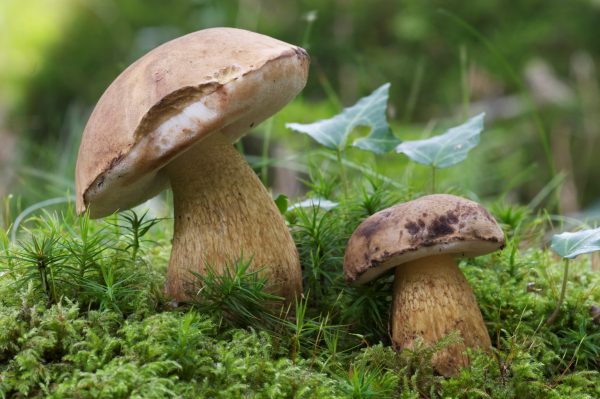 conserve champignons